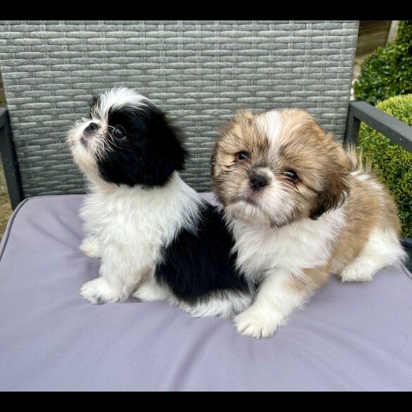 Shih Tzu - Both
