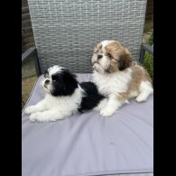 Shih Tzu - Both