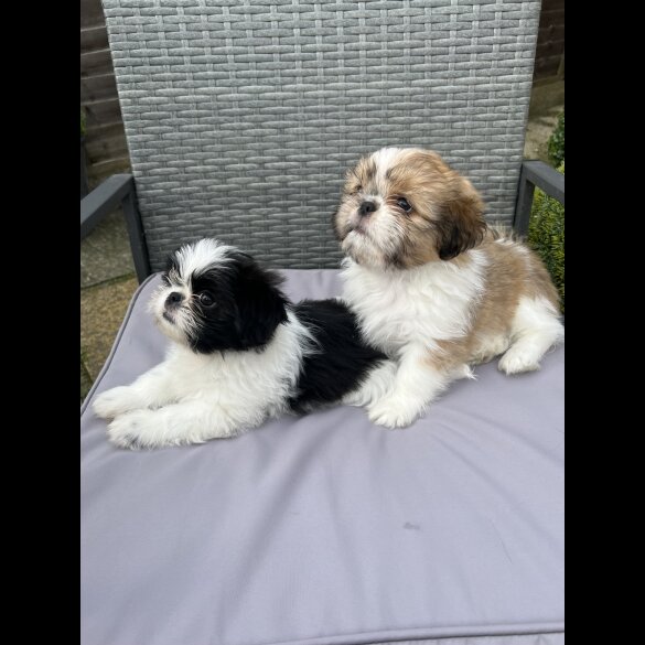 Shih Tzu - Both
