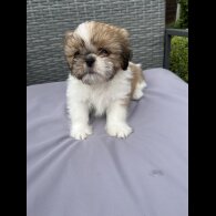 Shih Tzu - Both