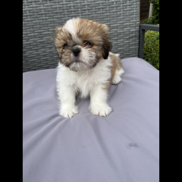 Shih Tzu - Both