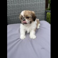 Shih Tzu - Both