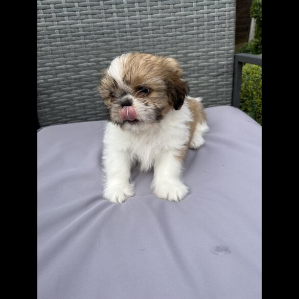 Shih Tzu - Both