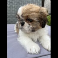 Shih Tzu - Both
