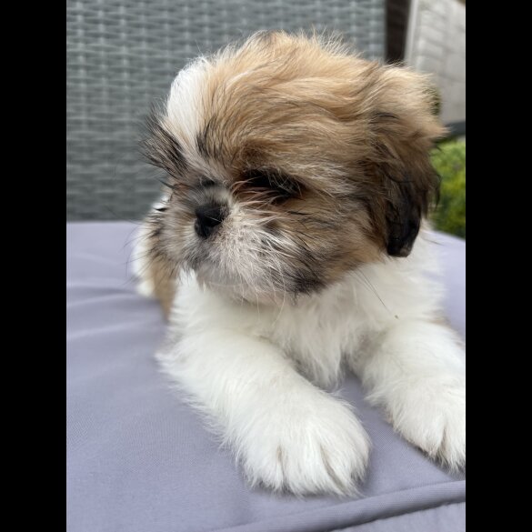 Shih Tzu - Both