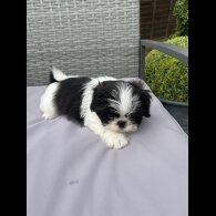 Shih Tzu - Both