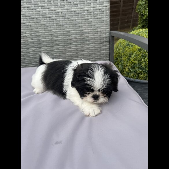 Shih Tzu - Both
