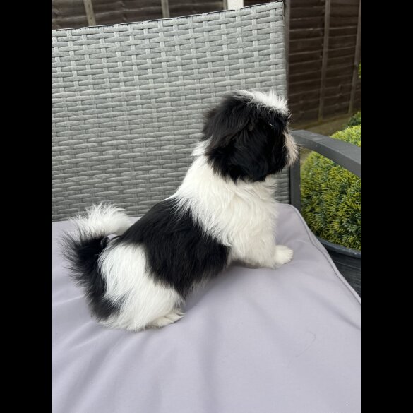 Shih Tzu - Both