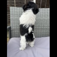 Shih Tzu - Both
