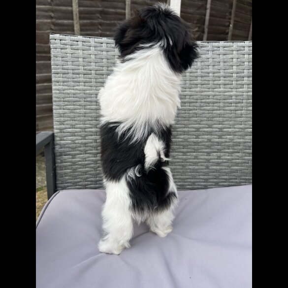 Shih Tzu - Both