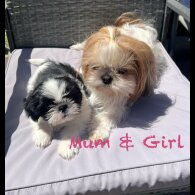 Shih Tzu - Both