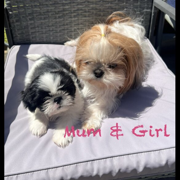 Shih Tzu - Both