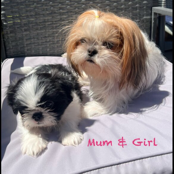 Shih Tzu - Both