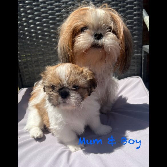 Shih Tzu - Both