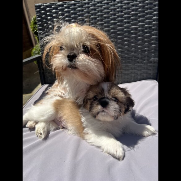 Shih Tzu - Both