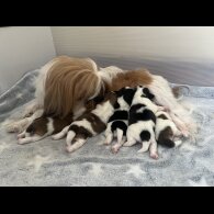 Shih Tzu - Both