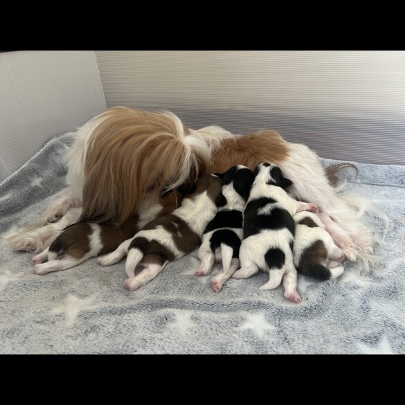 Shih Tzu - Both