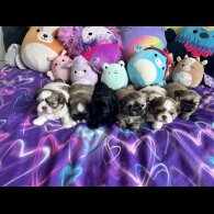Shih Tzu - Both