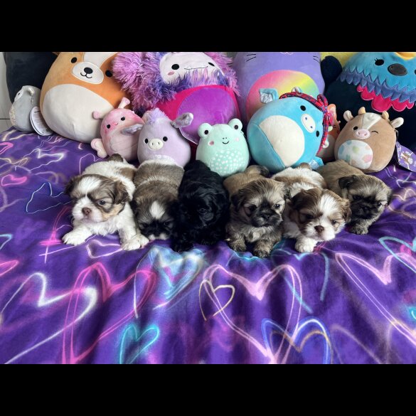 Shih Tzu - Both