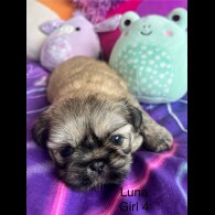 Shih Tzu - Both