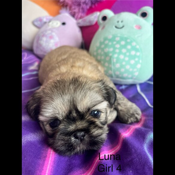 Shih Tzu - Both