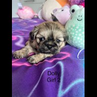 Shih Tzu - Both