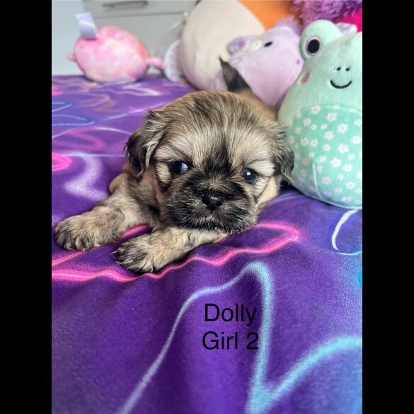 Shih Tzu - Both