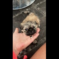 Shih Tzu - Both