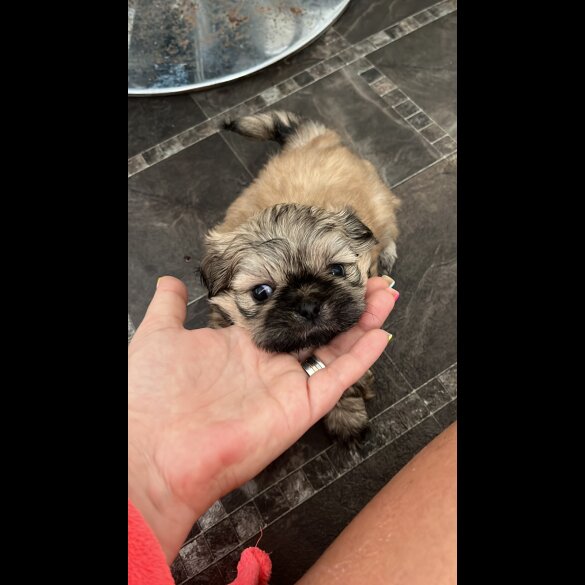 Shih Tzu - Both