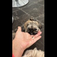 Shih Tzu - Both