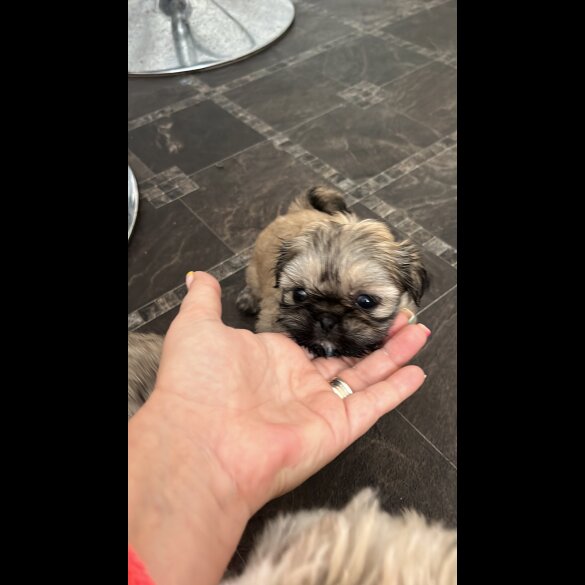 Shih Tzu - Both