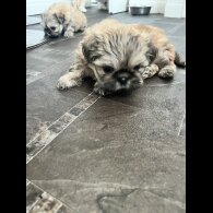 Shih Tzu - Both