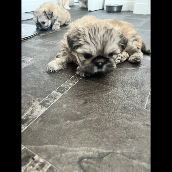 Shih Tzu - Both
