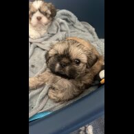 Shih Tzu - Both