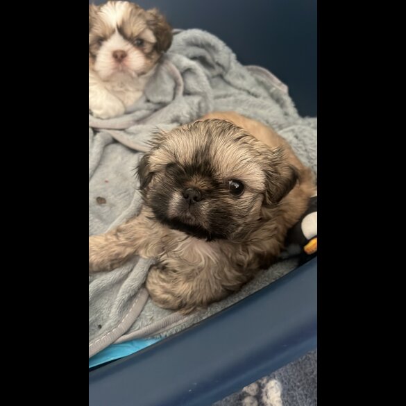 Shih Tzu - Both