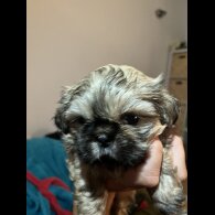 Shih Tzu - Both