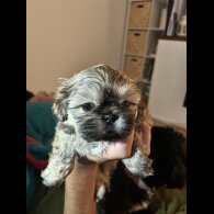 Shih Tzu - Both