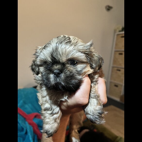 Shih Tzu - Both