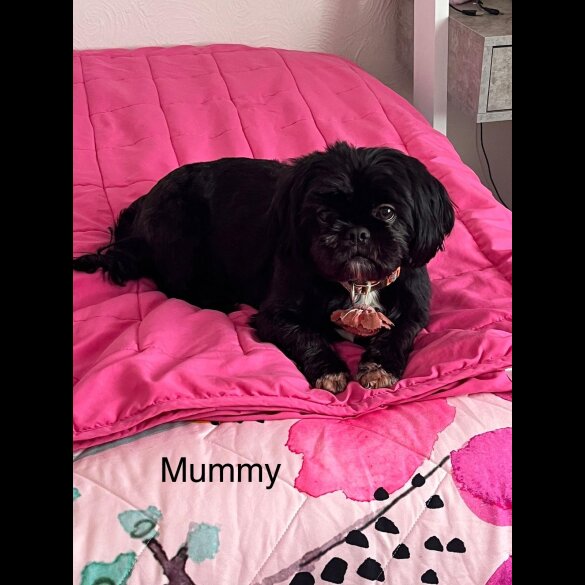 Shih Tzu - Both