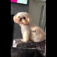 Shih Tzu - Both