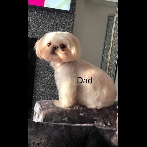 Shih Tzu - Both