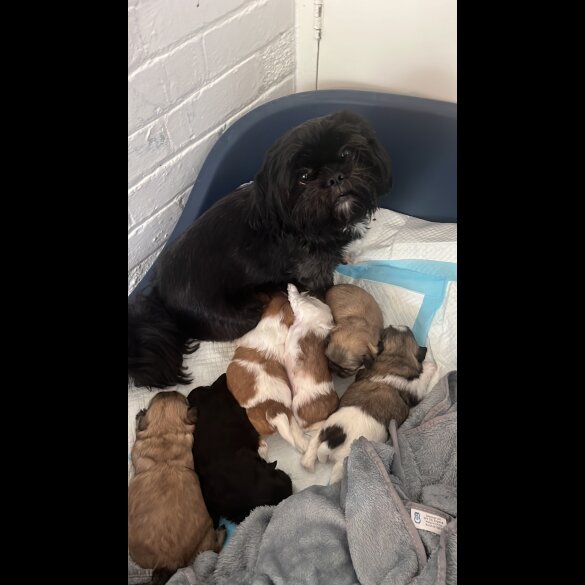 Shih Tzu - Both