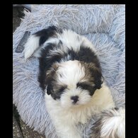 Shih Tzu - Dogs