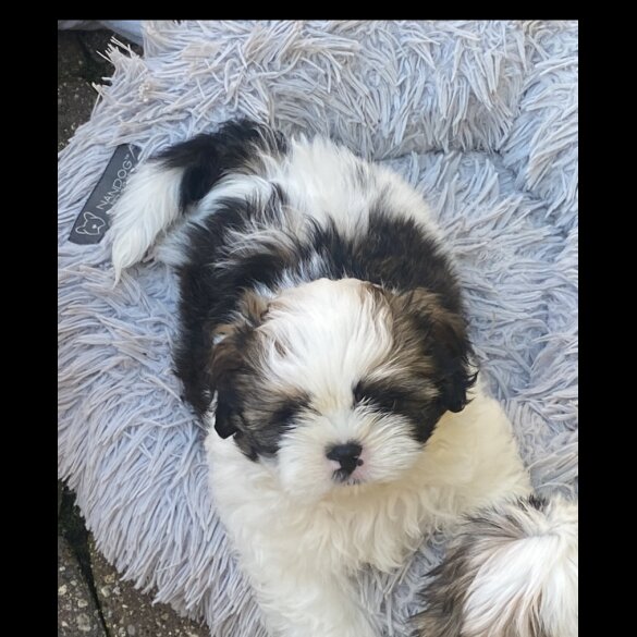 Shih Tzu - Dogs