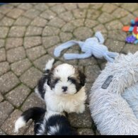 Shih Tzu - Dogs