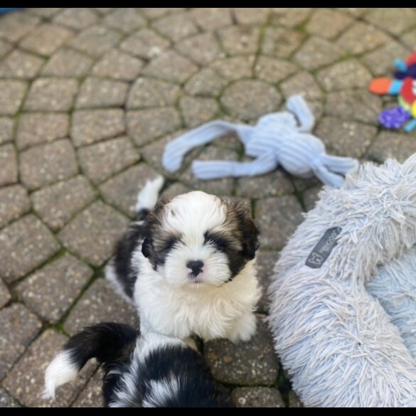 Shih Tzu - Dogs