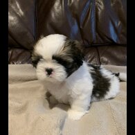 Shih Tzu - Dogs
