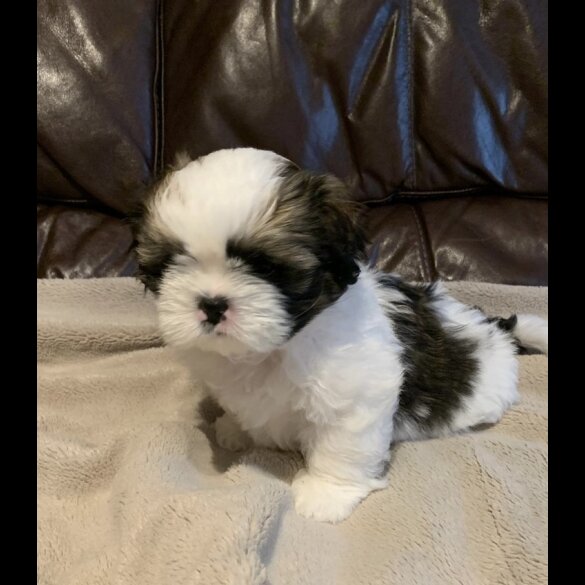Shih Tzu - Dogs
