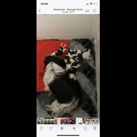 Shih Tzu - Dogs