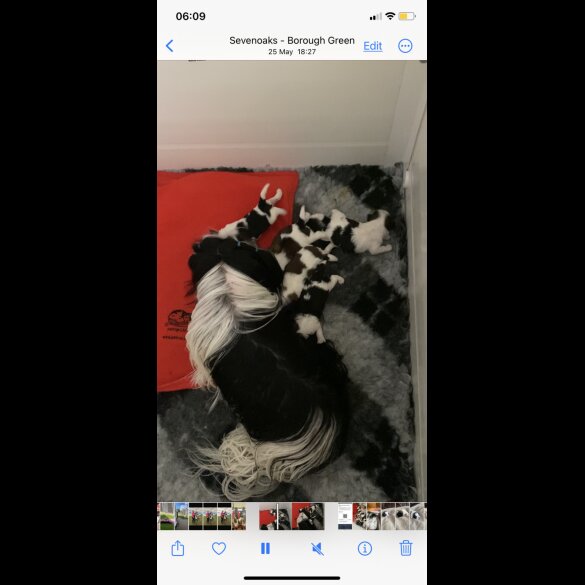 Shih Tzu - Dogs
